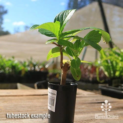 Hydrangea Ayesha 8 Hydrangea Ayesha - Image 8