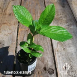 Hydrangea Jogasaki - Fireworks Hydrangea -Plant Collection Sales Shop apo hydrangea fireworks tubestock