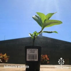 Hydrangea Jogasaki - Fireworks Hydrangea -Plant Collection Sales Shop apo hydrangea fireworks tubestock2