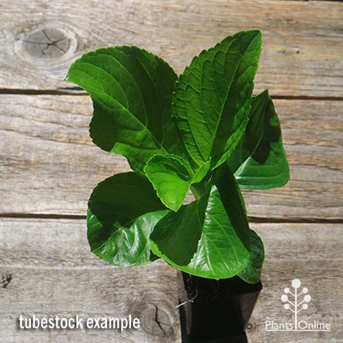 Hydrangea Assorted 2 Hydrangea Assorted - Image 2