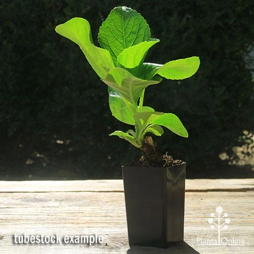 Hydrangea Assorted 4 Hydrangea Assorted - Image 4