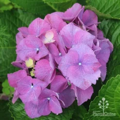 Hydrangea Assorted 13 Hydrangea Assorted -Plant Collection Sales Shop apo hydrangea purple nursery
