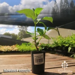 Hydrangea President R Touchard -Plant Collection Sales Shop apo hydrangea touchard tubestock