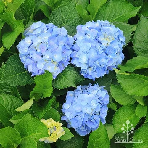 Hydrangea Assorted 8 Hydrangea Assorted - Image 8