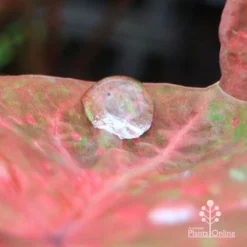 Caladium Raspberry Ripple - Angel Wings -Plant Collection Sales Shop apo hydrophobic caladium leaf