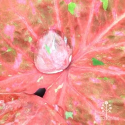 Caladium Raspberry Ripple - Angel Wings -Plant Collection Sales Shop apo hydrophobic caladium leaf2