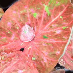 Caladium Raspberry Ripple - Angel Wings -Plant Collection Sales Shop apo hydrophobic caladium leaf3