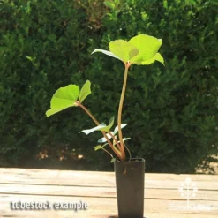 Hellebore Ice Breaker Max - Winter Rose -Plant Collection Sales Shop apo icebreaker max hellebore tubestock 1