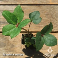 Hellebore Ice Breaker Max - Winter Rose -Plant Collection Sales Shop apo icebreaker max hellebore tubestock top