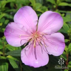 Tibouchina Illusion -Plant Collection Sales Shop apo illusion pink