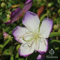 Tibouchina Illusion -Plant Collection Sales Shop apo illusion tibouchina sunshine