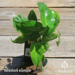 Philodendron Imbe -Plant Collection Sales Shop apo imbe philodendron tubestock top