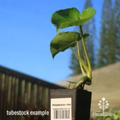 Philodendron Imbe -Plant Collection Sales Shop apo imbe tubestock blue sky