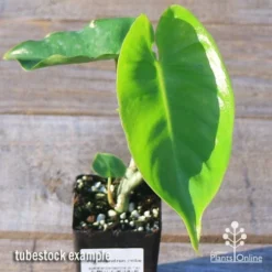 Philodendron Imbe -Plant Collection Sales Shop apo imbe tubestock fresh leaf
