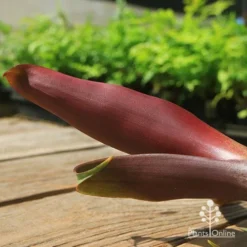Alcantarea Imperialis Rubra - Bromeliad -Plant Collection Sales Shop apo imperata rubra colour
