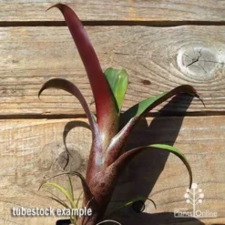 Alcantarea Imperialis Rubra - Bromeliad -Plant Collection Sales Shop apo imperata rubra tubestock large