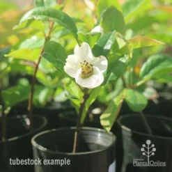 Chaenomeles Nivalis - Japanese Quince -Plant Collection Sales Shop apo japanese quince nivalis