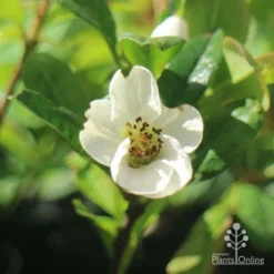 Chaenomeles Nivalis - Japanese Quince -Plant Collection Sales Shop apo japanese quince nivalis flower
