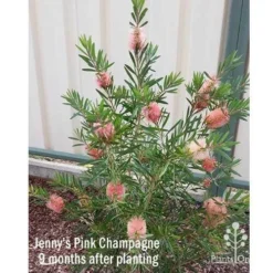 Callistemon Pink Champagne -Plant Collection Sales Shop apo jennys pink champagne