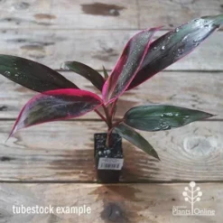 Cordyline Fruticosa John Klass Red 13 Cordyline Fruticosa John Klass Red -Plant Collection Sales Shop apo jkr tubestock above