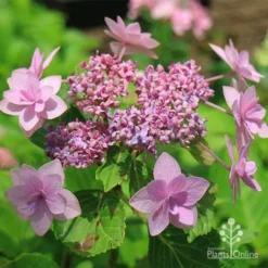 Hydrangea Jogasaki - Fireworks Hydrangea -Plant Collection Sales Shop apo jogasaki fireworks hydrangea