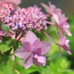Hydrangea Jogasaki - Fireworks Hydrangea -Plant Collection Sales Shop apo jogasaki hydrangea floret