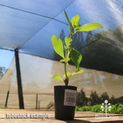 Hydrangea Jogasaki - Fireworks Hydrangea -Plant Collection Sales Shop apo jogasaki tubestock