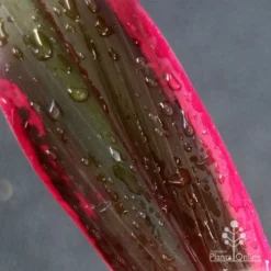 Cordyline Fruticosa John Klass Red 14 Cordyline Fruticosa John Klass Red -Plant Collection Sales Shop apo john klass leaf colour