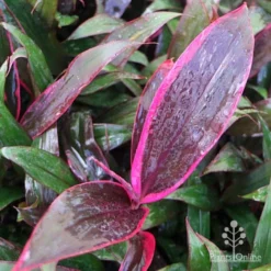Cordyline Fruticosa John Klass Red 16 Cordyline Fruticosa John Klass Red -Plant Collection Sales Shop apo john klass red above