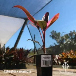 Cordyline Fruticosa John Klass Red 17 Cordyline Fruticosa John Klass Red -Plant Collection Sales Shop apo john klass tubestock blue sky