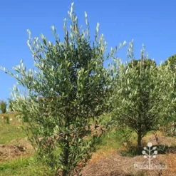Olive Kalamata -Plant Collection Sales Shop apo kalamata olives nursery