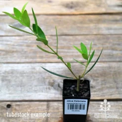 Olive Kalamata -Plant Collection Sales Shop apo kalamata tubestock