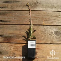 Kalanchoe Tomentosa – Panda Plant - Succulent -Plant Collection Sales Shop apo kalanchoe panda plant large size 1