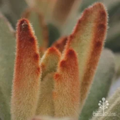 Kalanchoe Tomentosa – Panda Plant - Succulent -Plant Collection Sales Shop apo kalanchoe tomentosa furry
