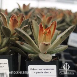 Kalanchoe Tomentosa – Panda Plant - Succulent -Plant Collection Sales Shop apo kalanchoe tomentosa tubestock plant
