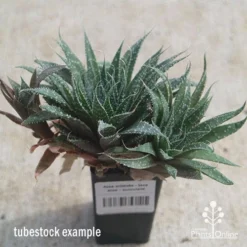 Aloe Aristata - Lace Aloe - Succulent -Plant Collection Sales Shop apo lace aloe tubestock side