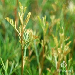 Grevillea Lana Maree -Plant Collection Sales Shop apo lana maree gold foliage