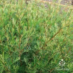 Grevillea Lana Maree -Plant Collection Sales Shop apo lana maree gold foliage2