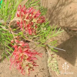 Grevillea Lana Maree -Plant Collection Sales Shop apo lana maree grevillea flowers