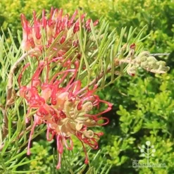 Grevillea Lana Maree -Plant Collection Sales Shop apo lana maree grevillea flowers2