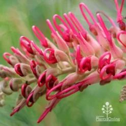 Grevillea Lana Maree -Plant Collection Sales Shop apo lana maree grevillea opening