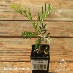 Grevillea Lana Maree -Plant Collection Sales Shop apo lana maree tubestock