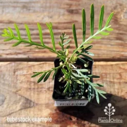 Grevillea Lana Maree -Plant Collection Sales Shop apo lana maree tubestock top