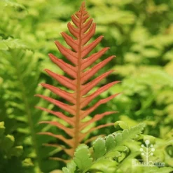 Rumohra Adiantiformis - Leatherleaf Fern -Plant Collection Sales Shop apo leatherleaf coloured leaf