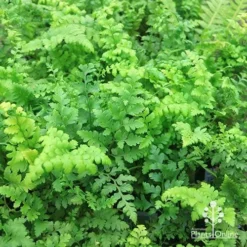 Rumohra Adiantiformis - Leatherleaf Fern -Plant Collection Sales Shop apo leatherleaf fern foliage 1