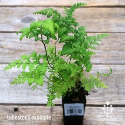 Rumohra Adiantiformis - Leatherleaf Fern -Plant Collection Sales Shop apo leatherleaf fern tubestock