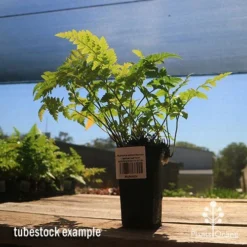 Rumohra Adiantiformis - Leatherleaf Fern -Plant Collection Sales Shop apo leatherleaf rumohra tubestock large