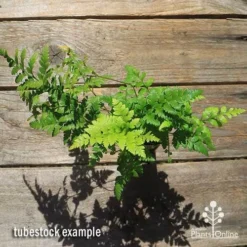 Rumohra Adiantiformis - Leatherleaf Fern -Plant Collection Sales Shop apo leatherleaf rumohra tubestock large top