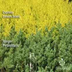 Cupressus Lemon Scent - Lemon Cypress 15 Cupressus Lemon Scent - Lemon Cypress -Plant Collection Sales Shop apo lemon cypress juniper pyramidalis