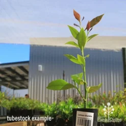 Citrus - Lemon Eureka -Plant Collection Sales Shop apo lemon eureka tubestock